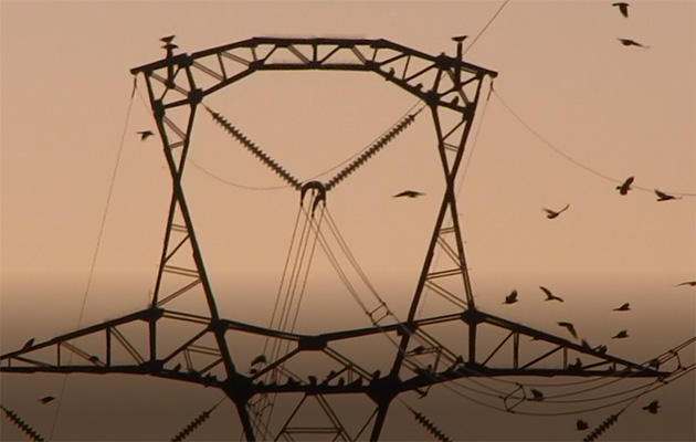 Ravens roost on a 500kv power pole